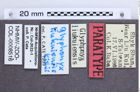 Etikette zu Glyphonyx liukuiensis (NHMW-ZOO-COL-0008516)